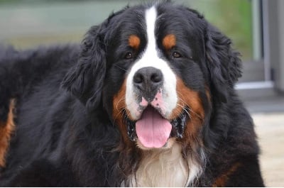 Sir aloxe corton de la vallée de l'echiquier