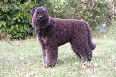 Étalon Bouvier des Flandres - Ubac Du Coeur Des Bergers