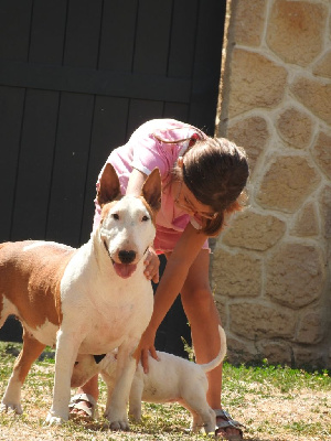 Étalon Bull Terrier - Thank you miss domina Bull Redemption