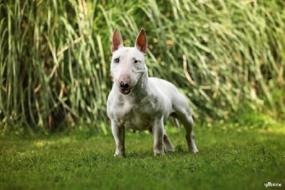 Étalon Bull Terrier Miniature - Deiz Al Lid Sten queen