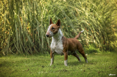 Étalon Bull Terrier Miniature - sakana's Papaya wow