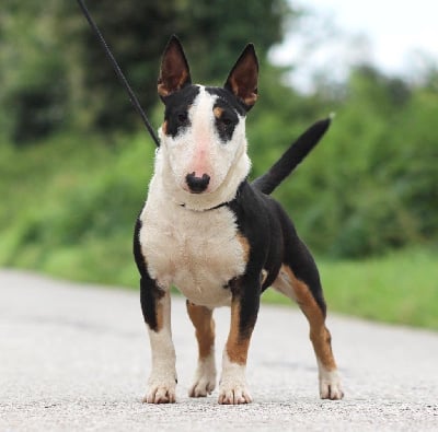 Étalon Bull Terrier Miniature - The diva Du Domaine Des Démons Bretons