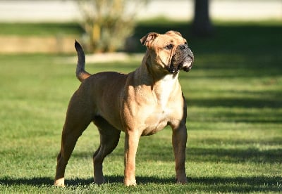 Étalon Bulldog continental - CH. Slôane Des Conti's Ador