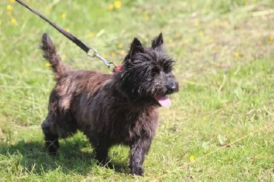 Étalon Cairn Terrier - Ty amo des loups de saint benoit