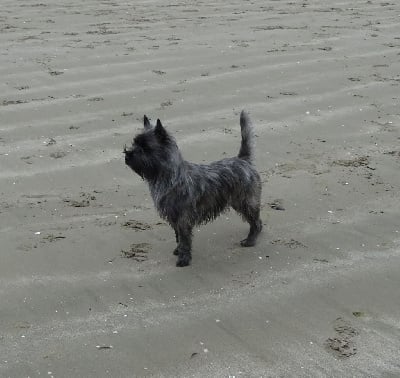 Étalon Cairn Terrier - Shadow De La Petite Vadrouille