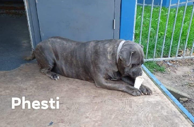 Étalon Cane Corso - Phesti light Des Molosses Du Fresne