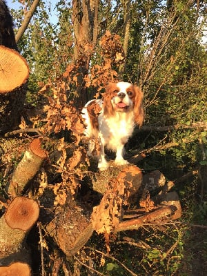 Étalon Cavalier King Charles Spaniel - Swenny du logis des harfangs