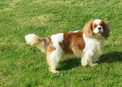 Étalon Cavalier King Charles Spaniel - Rosalie de la maison du ryez