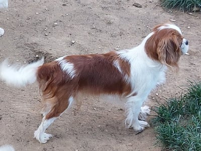 Sweet dreams de Castelburry