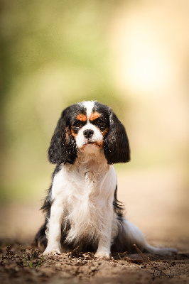 Étalon Cavalier King Charles Spaniel - Rebel du haut de la Girauderie