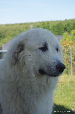 Étalon Chien de Montagne des Pyrenees - White And Black Bears' Symphony Open your eyes