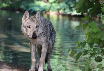 Étalon Chien-loup tchecoslovaque - U'lys Des Loups Malins De Gaelice