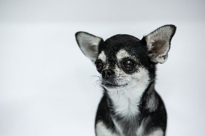 Étalon Chihuahua - lookum Newborn queen