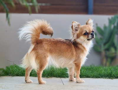 Étalon Chihuahua - Shalimar Du Paradis Des Mascareignes