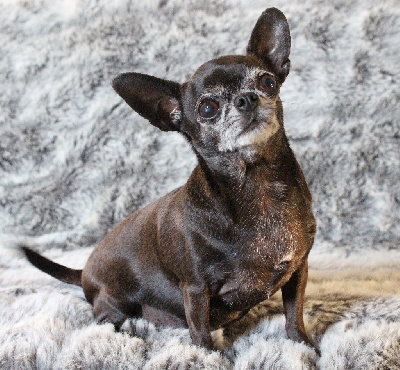 Étalon Chihuahua - Lyria black velvet des Mille et une Patte