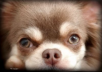 Étalon Chihuahua - malenkoye korolevstvo Viva anabelle