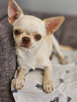 Étalon Chihuahua - Tennessee Du Domaine Des Grands Causses