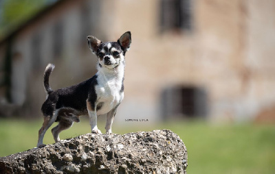 Étalon Chihuahua - lookum Oberyn