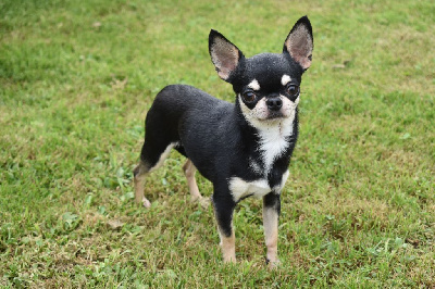 Étalon Chihuahua - My Little Totem Tyler