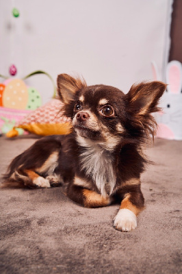 Étalon Chihuahua - Twix (Sans Affixe)