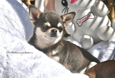 Étalon Chihuahua - Pocket love du Royaume d'Isthar