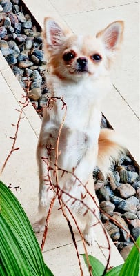 Étalon Chihuahua - Tiare tahiti Du Paradis Des Mascareignes