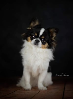 Étalon Chihuahua - Tutti frutti Des Petites Perles Enchantées