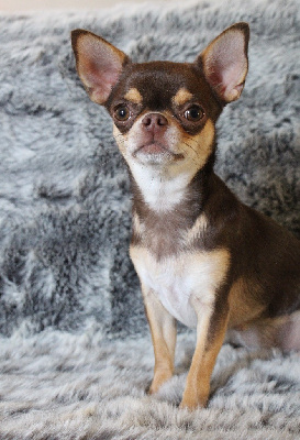 Étalon Chihuahua - Tamia sibiricus Des Petits Coeurs De Pirate