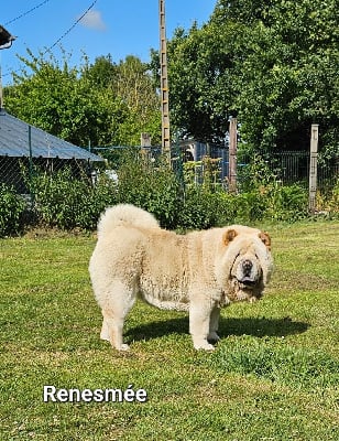 Étalon Chow Chow - Renesmee Le domaine de fabadel