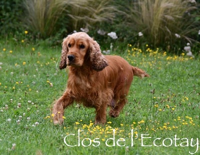 Étalon Cocker Spaniel Anglais - Réactive Du Clos De L'Ecotay