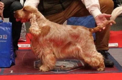 Étalon Cocker Spaniel Anglais - TR. CH. Cie cib multi ch chnst rdocteur smolder braveston Du Clos Aux Diables