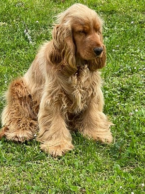 Étalon Cocker Spaniel Anglais - Sybel Of Domain Of Golden Paws