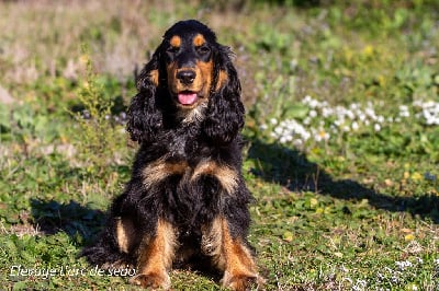 Étalon Cocker Spaniel Anglais - Shimy De L'Arc De Sedo