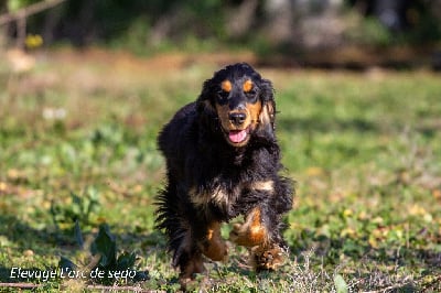 Étalon Cocker Spaniel Anglais - Scarlett De L'Arc De Sedo