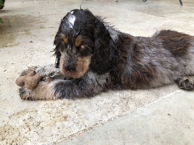 Étalon Cocker Spaniel Anglais - smart cocker Orchidea