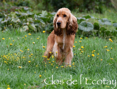 Étalon Cocker Spaniel Anglais - Valentino Du Clos Aux Diables