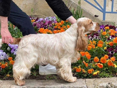 Étalon Cocker Spaniel Anglais - Shinning bright Des Merveilles D'orion