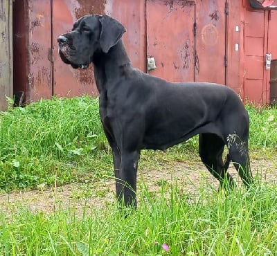 Étalon Dogue allemand - champion moyego serdtsa Viktoriya
