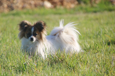 Étalon Epagneul nain Continental (Papillon) - Saphyr Du Domaine De La Canurie