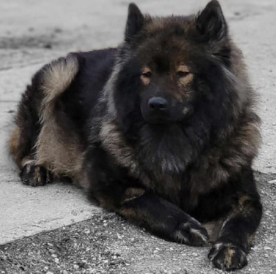 Étalon Eurasier - Storm shamane Des crinières de feu