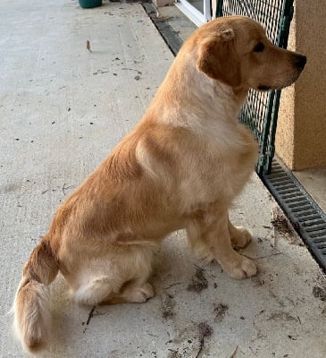 Étalon Golden Retriever - Sitting bull De La Tribu De Cochise