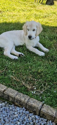 Étalon Golden Retriever - U' lily- rose du dolmen d'Oppagne