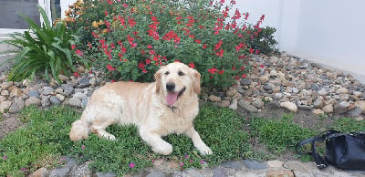 Étalon Golden Retriever - Majestic queen meryl du Bataillon de Charme