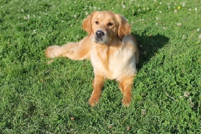 Étalon Golden Retriever - Shiva del punta verde