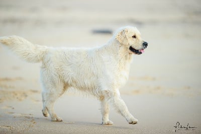 Étalon Golden Retriever - Picasso de petit guerlain du haut de la Girauderie