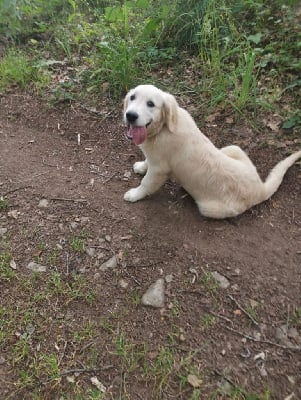 Étalon Golden Retriever - Uzita De La Terrible Menée