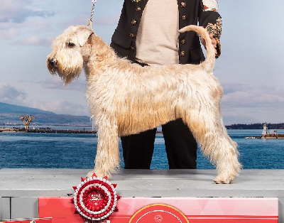 Étalon Irish Soft Coated Wheaten Terrier - CH. Triska des Varennes Mystiques
