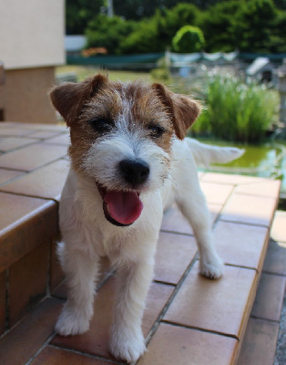 Étalon Jack Russell Terrier - Twiny love De La Cité Du Bolwerk
