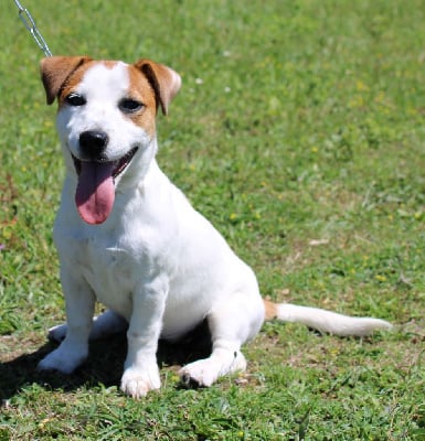 Étalon Jack Russell Terrier - Tess Du normont