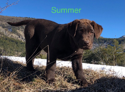 Étalon Labrador Retriever - Summer du taillis madame